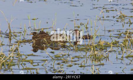 Piccolo Grebe (Tachybaptus ruficollis) con pulcini che nidificano in uno stagno, fotografato in Israele nel mese di aprile Foto Stock