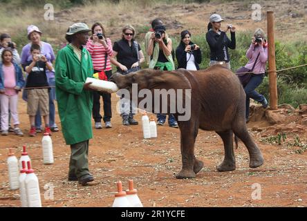 Un giovane vitello da elefante che viene alimentato in bottiglia con latte all'Orfanotrofio David Sheldrick vicino a Nairobi, Kenya Foto Stock