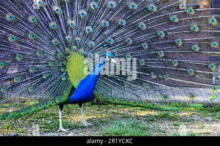 Incredibile pavone che mostra i suoi splendidi colori Foto Stock