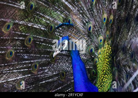 Incredibile pavone che mostra i suoi splendidi colori Foto Stock