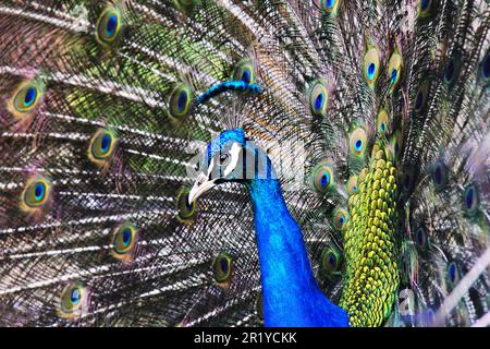 Incredibile pavone che mostra i suoi splendidi colori Foto Stock