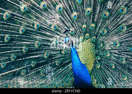 Incredibile pavone che mostra i suoi splendidi colori Foto Stock