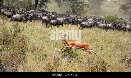 La migrazione annuale dei Serengeti, una ricerca annuale di cibo e acqua da quattro specie nomadi di animali zoccolati: Wildebeest, Zebra, Eland e Thomson Foto Stock