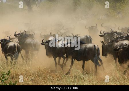 La migrazione annuale dei Serengeti, una ricerca annuale di cibo e acqua da quattro specie nomadi di animali zoccolati: Wildebeest, Zebra, Eland e Thomson Foto Stock