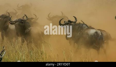 La migrazione annuale dei Serengeti, una ricerca annuale di cibo e acqua da quattro specie nomadi di animali zoccolati: Wildebeest, Zebra, Eland e Thomson Foto Stock