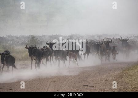 La migrazione annuale dei Serengeti, una ricerca annuale di cibo e acqua da quattro specie nomadi di animali zoccolati: Wildebeest, Zebra, Eland e Thomson Foto Stock