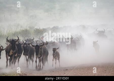 La migrazione annuale dei Serengeti, una ricerca annuale di cibo e acqua da quattro specie nomadi di animali zoccolati: Wildebeest, Zebra, Eland e Thomson Foto Stock