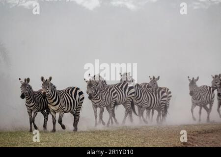 La migrazione annuale dei Serengeti, una ricerca annuale di cibo e acqua da quattro specie nomadi di animali zoccolati: Wildebeest, Zebra, Eland e Thomson Foto Stock