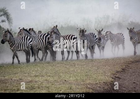 La migrazione annuale dei Serengeti, una ricerca annuale di cibo e acqua da quattro specie nomadi di animali zoccolati: Wildebeest, Zebra, Eland e Thomson Foto Stock