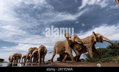 Spingere e un po' di aggressività è mostrato come gli elefanti competono per l'acqua dolce dal tubo di entrata al foro dell'acqua. RISERVA DI CACCIA MADIKWE, SOUT Foto Stock