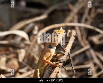 Testa di colore arancione del giardino orientale maschio o giardino orientale o lucertola modificabile su un ramo con sfondo marrone naturale, Lizard in Thailandia Foto Stock