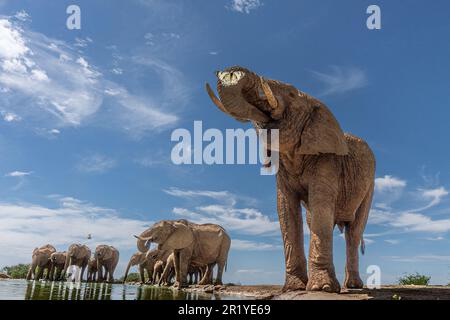 Una farfalla bianca dalle venature gialle vola vicino alla macchina fotografica come un grande elefante bull beve LA RISERVA FAUNISTICA MADIKWE, SUDAFRICA. IMMAGINI scattate da solo t Foto Stock