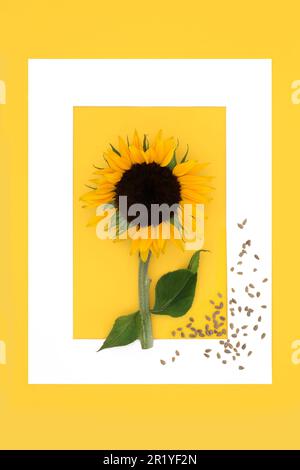 Cornice di sfondo astratto girasole con semi sciolti. Sano cibo estivo semi di girasole per integratori alimentari. Alto in vitamina E. Foto Stock