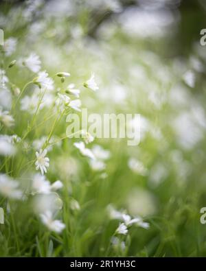 Fiori bianchi primaverili in fiore, fiori bianchi e verdi, astratti. Più grande stitchwort, stellwort, addersmeat, holostea di rabelera. Foto Stock