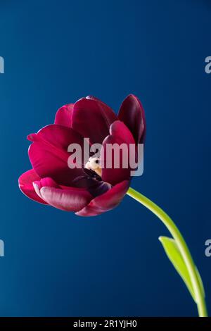 Un fiore di tulipano rosso e viola profondo adagiato su uno sfondo blu. Foto Stock
