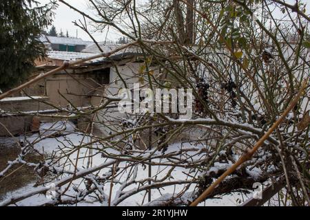 La neve è caduta sugli alberi secchi e verdi del giardino. la cabina. Foto Stock