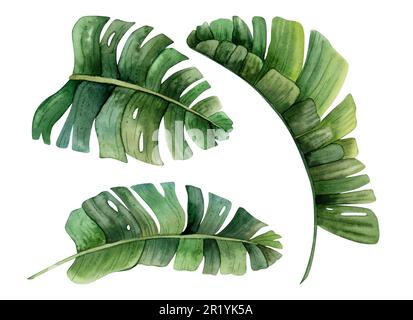 Acquerello foglie tropicali di monstera, banana pianta strelizia set di illustrazione. Disegno botanico realistico disegnato a mano Foto Stock