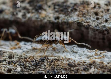 Ant Rover scuro (Brachyrmex patagonicus) Foto Stock