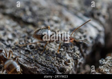 Ant Rover scuro (Brachyrmex patagonicus) Foto Stock