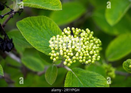 Fiori di albero di viavai durante la primavera, sfondo di pant verde Foto Stock