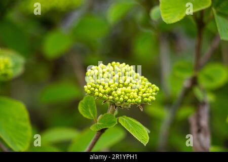 Fiori di albero di viavai durante la primavera, sfondo di pant verde Foto Stock