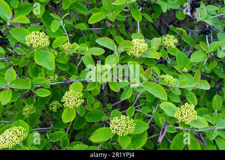 Fiori di albero di viavai durante la primavera, sfondo di pant verde Foto Stock