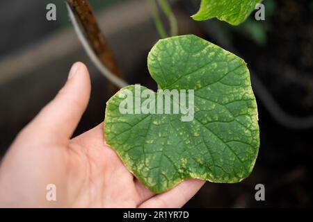 Malattia del cetriolo. Foglie di cetriolo macchiate, ingiallite e malate affette da una malattia o da parassiti causati da insetti nocivi, funghi vegetali, salse e malattia Foto Stock