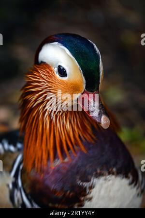 Anatra di mandarino maschio nel Kent, Regno Unito. Primo piano vista ritratto di un'anatra. Anatra mandarina (Aix galericulata) a Kelsey Park, Beckenham, Greater London. Foto Stock