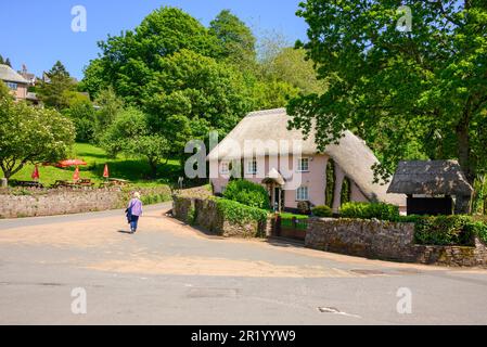 Cockington Village, Torquay, Devon nel mese di maggio. Casa rosa, cottage con tetto in paglia. Foto Stock