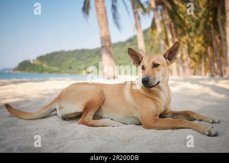 Carino cane sdraiato sotto le palme su idilliaca spiaggia di sabbia. Temi vacanza e avventura estiva con animali domestici. Foto Stock