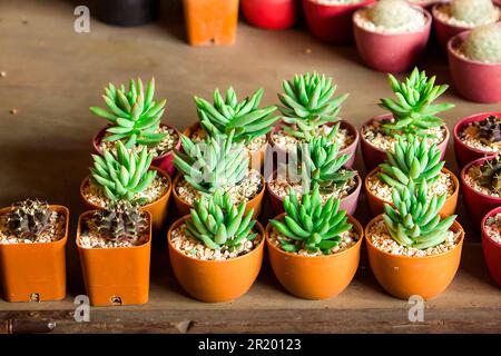 Cactus in vasi posti sul pavimento Foto Stock