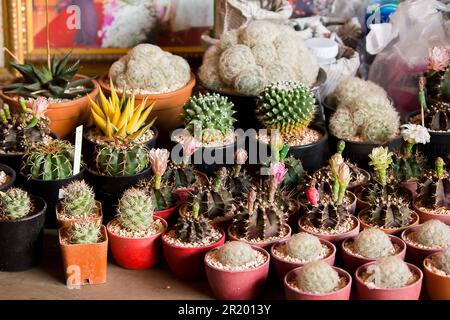 Cactus in vasi posti sul pavimento Foto Stock