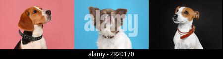 Collage con foto di cani carini in collari su sfondi di diversi colori. Design del banner Foto Stock