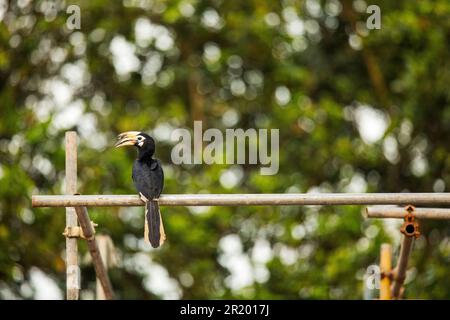 Adulto femmina orientale pied hornbill perches su impalcatura di un cantiere in cui il maschio raccoglie fango per il suo buco nido. Foto Stock