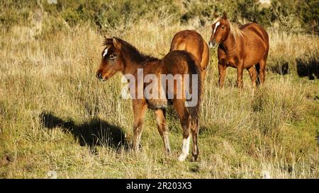 Un fallo di Brumby a Long Plain nel Parco Nazionale di Kosciuszko Currango Homestead Foto Stock