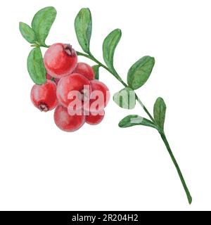 Frutti rossi selvatici acquerello disegnato a mano botanico realistica illustrazione. Foresta mirtillo rosso, ramo di mirtillo rosso isolato su sfondo bianco.Grande per prin Illustrazione Vettoriale