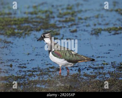 Lambendo un campo allagato locale dove ora si riproducono. Foto Stock