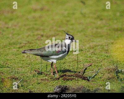 Lambendo un campo allagato locale dove ora si riproducono. Foto Stock