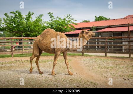 Dromedario arabo un cammello humbed in uno zoo.Karditsa, Grecia Foto Stock