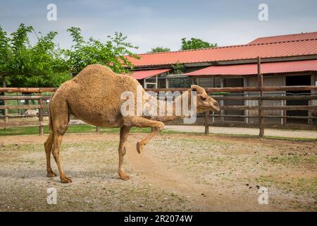 Dromedario arabo un cammello humbed in uno zoo.Karditsa, Grecia Foto Stock