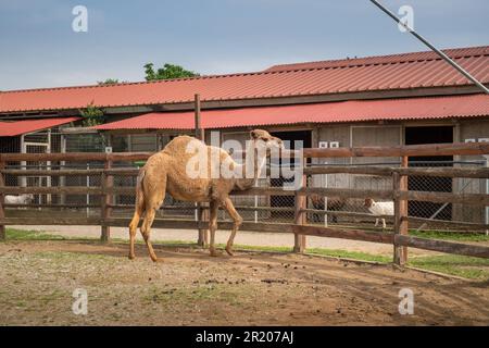 Dromedario arabo un cammello humbed in uno zoo.Karditsa, Grecia Foto Stock