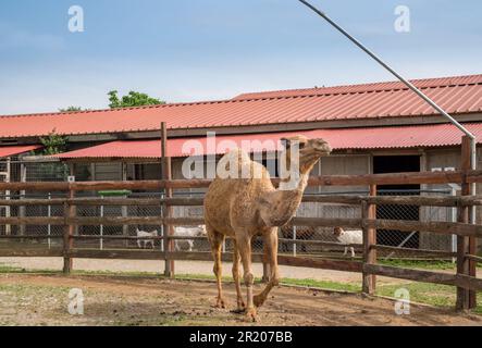 Dromedario arabo un cammello humbed in uno zoo.Karditsa, Grecia Foto Stock