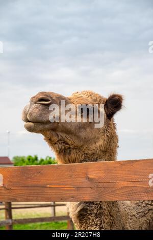 Dromedario arabo un cammello humbed in uno zoo.Karditsa, Grecia Foto Stock