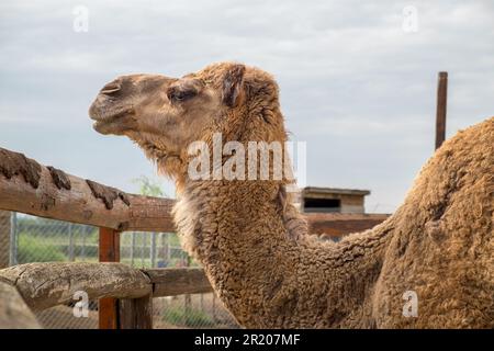 Dromedario arabo un cammello humbed in uno zoo.Karditsa, Grecia Foto Stock