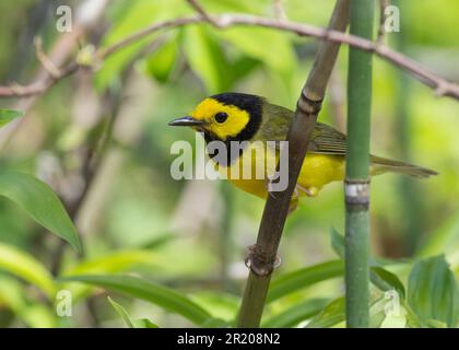 Warbler con cappuccio (città di Setophaga) Point Pelee Ontario Canada Foto Stock