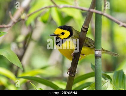 Warbler con cappuccio (città di Setophaga) Point Pelee Ontario Canada Foto Stock