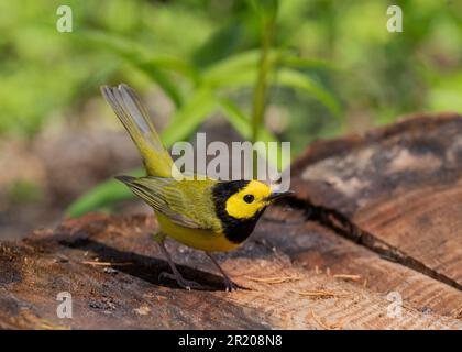 Warbler con cappuccio (città di Setophaga) Point Pelee Ontario Canada Foto Stock