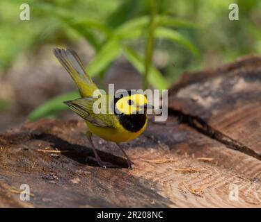 Warbler con cappuccio (città di Setophaga) Point Pelee Ontario Canada Foto Stock