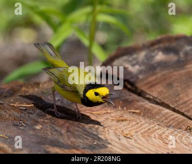 Warbler con cappuccio (città di Setophaga) Point Pelee Ontario Canada Foto Stock