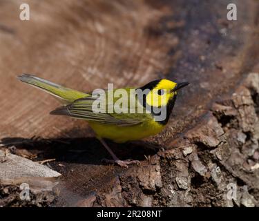 Warbler con cappuccio (città di Setophaga) Point Pelee Ontario Canada Foto Stock